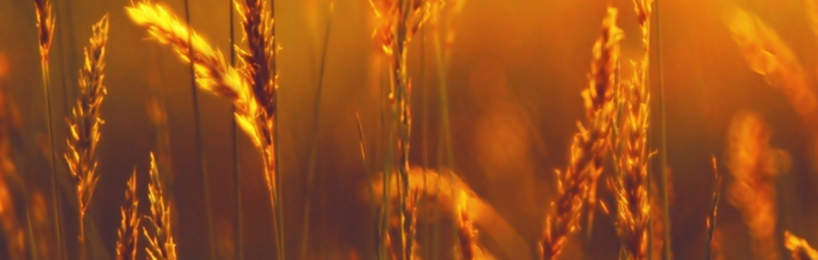 Wheel of the Year - Lúnasa -Eco-therapy, foraging and tending to the inner flame