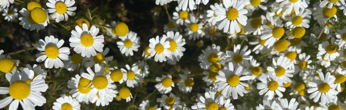 a bunch of chamomile flowers from above