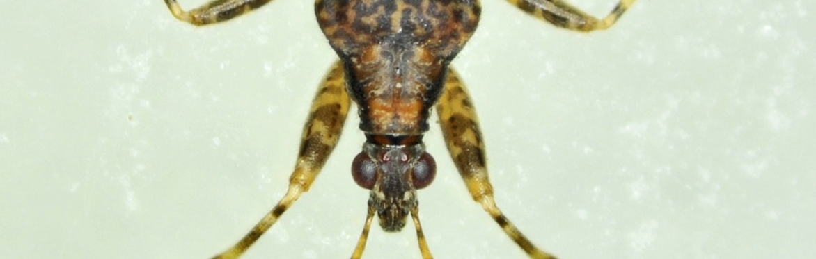 Assassin Bugs & Damsel Bugs Webinar
