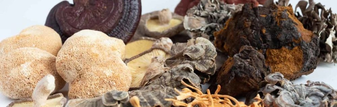 Medicinal Mushrooms of different kinds