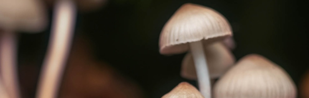 Psychedelics and the Female Body: Science, Safeguarding and Innovation with Dr. Grace Blest-Hopley