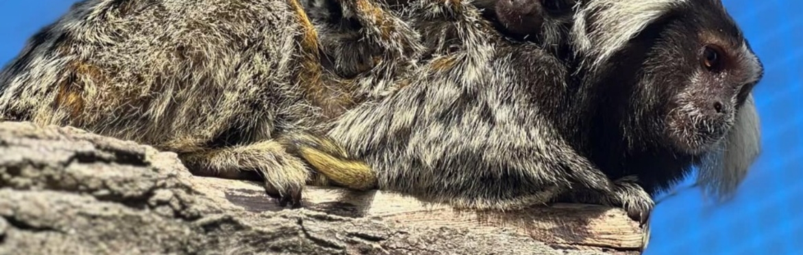 Marmoset Monkey Encounters