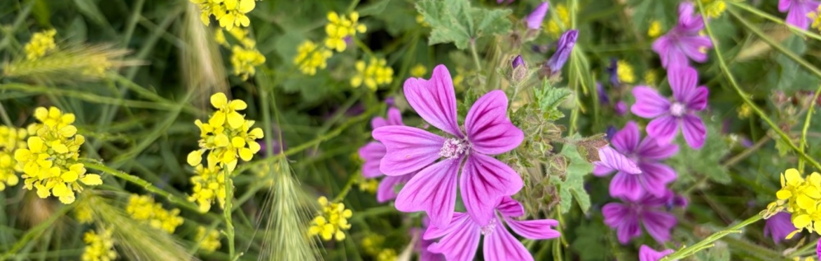 Summer Qi Gong with Sophie online bundle