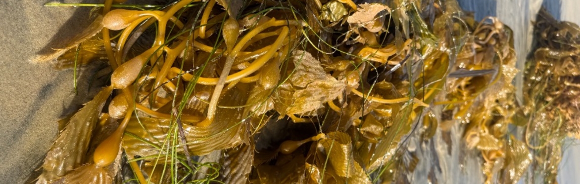 Into the Kelp Forest: an immersive culinary journey