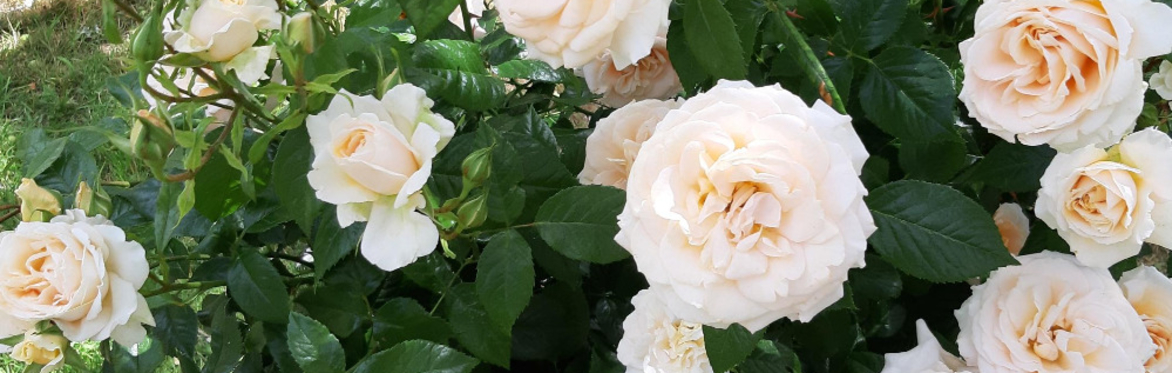 Regency Week Jane Austen Garden Tour