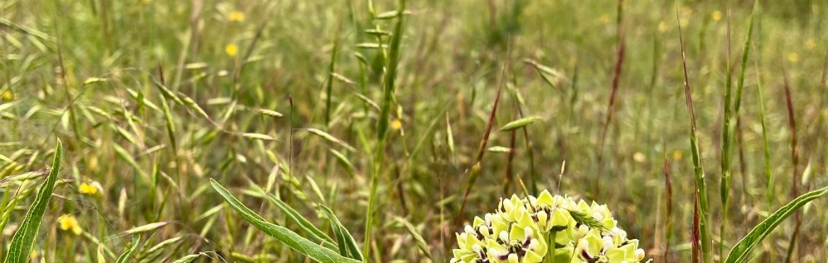 BioBlitz at Rock Creek Ranch Park
