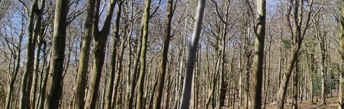 Leafless trees in woodland