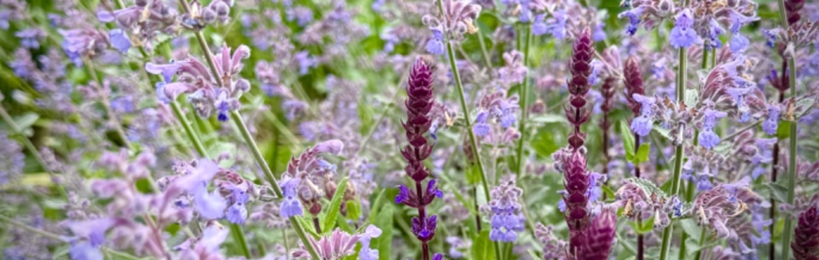 Bell House Open Garden