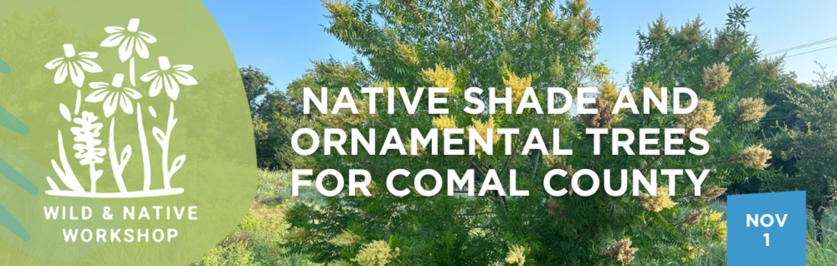 Native Shade and Ornamental Trees for Comal County