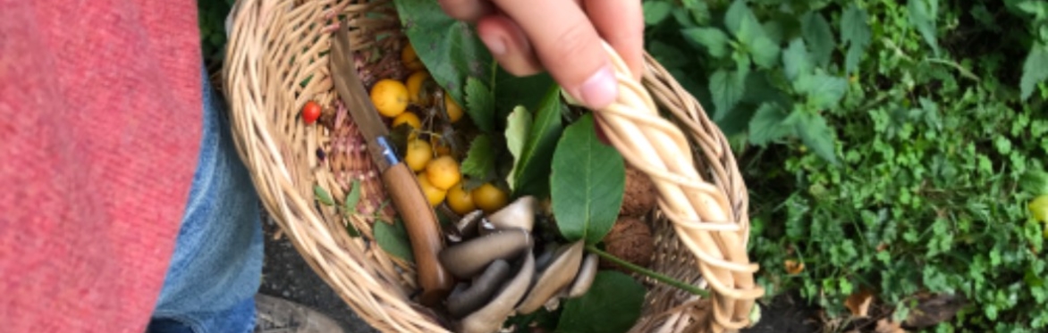 Summer Foraging and Nature ID walk - Tetbury - Sunday afternoon