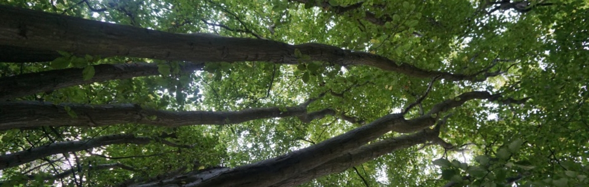 Practical Ethnobotany