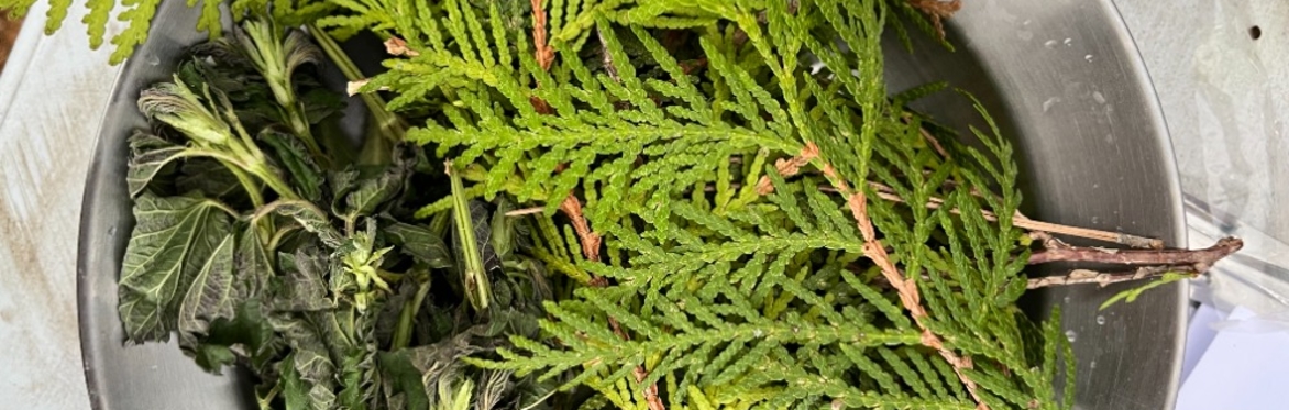Cedar tea