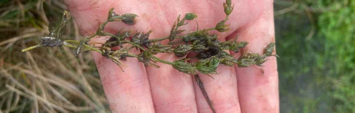 Botanical Skills NI: Charophyte Identification Training