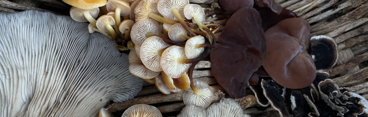 ⚘⁕ Medicinal Fungi & Celebrating the Equinox ⁕⚘