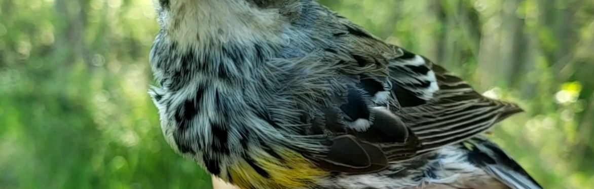 Yellow-rumped Warbler