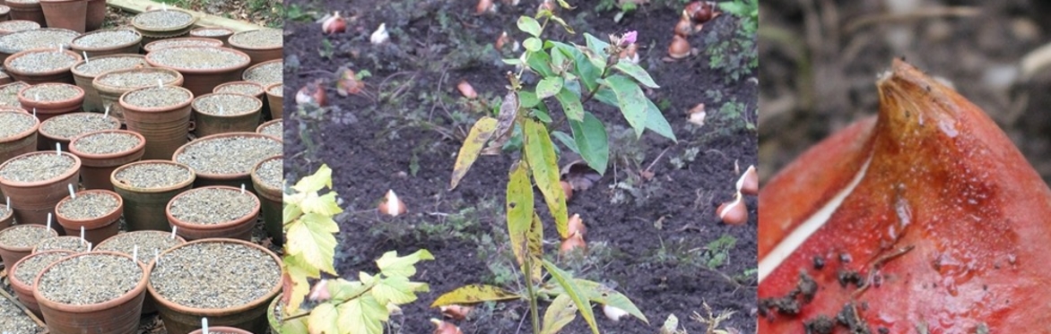⭐︎Get yourself Green fingers : 秋は庭づくりに最高のタイミングです⭐︎ - (日本語開催, Webinar)