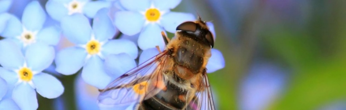 Wild Bunch gathering - Planting for Pollinators