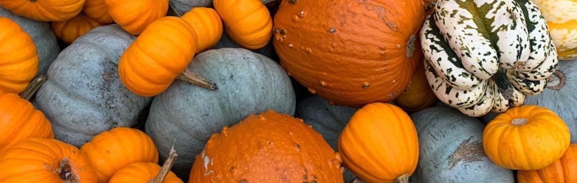 The Pumpkin Patch