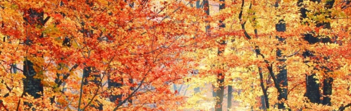 Autumn Equinox Class (Zoom)