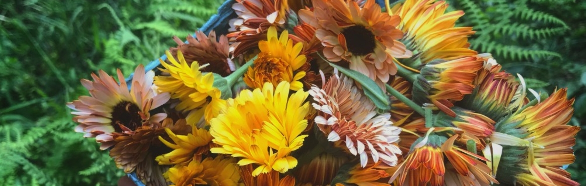 Herbal Tinctures 101 (Postponed, new date TBD)