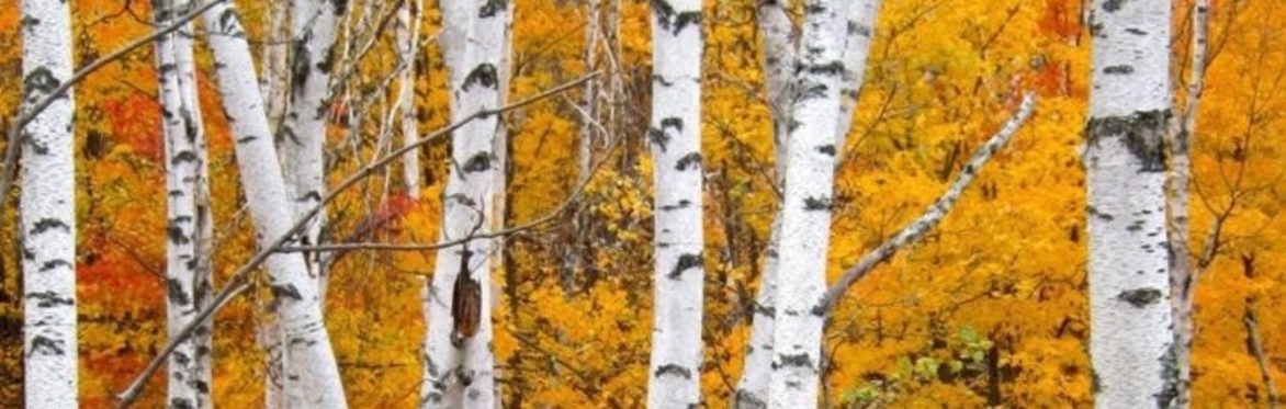 Painting Birch Trees: A Two-Hour Palette-Knife Techniques Class