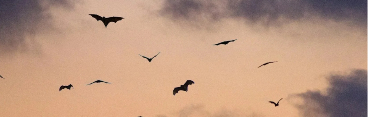 Guided Bat Walk of Skibbereen for Heritage Week