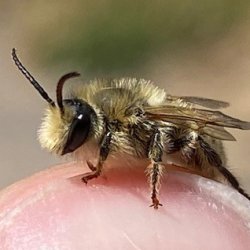 Wild Bee Walks - 2 dates