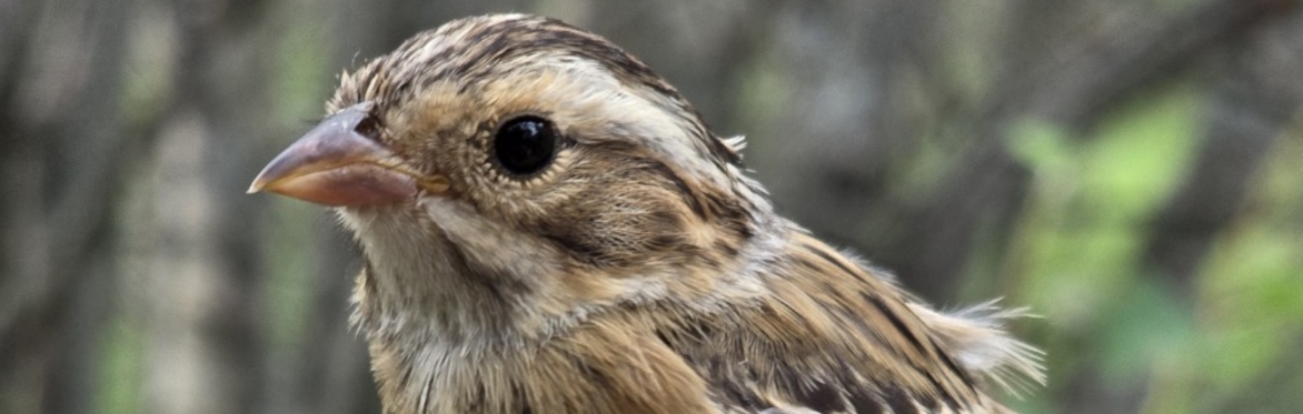 Spring Songbird Banding at the Beaverhill Bird Observatory (2026)