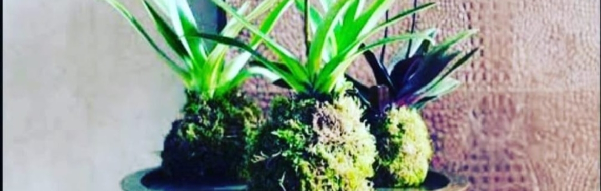 Image of 3 kokedama plants displayed on a coffee table