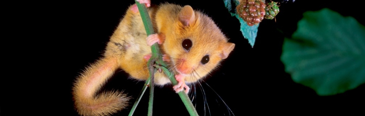 Wild Things! Zoology at the University of Galway