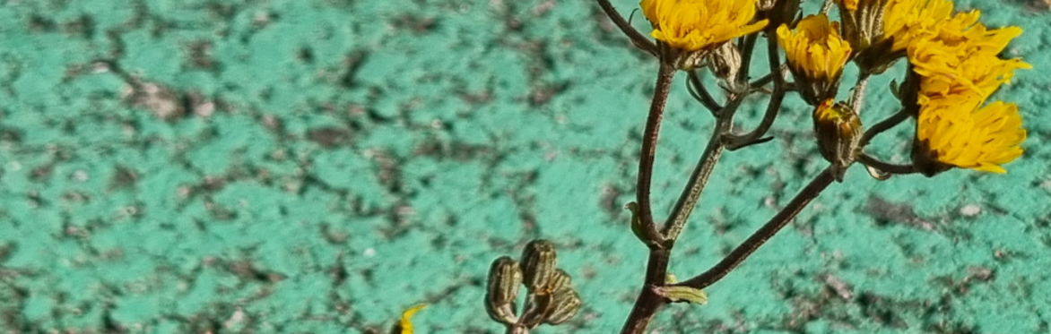 Peer Support session 'See. Be. Photograph' -  mindful photography explorations with artist Sam Pharoah