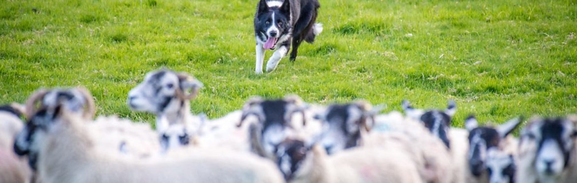 a sheep dog herding sheep