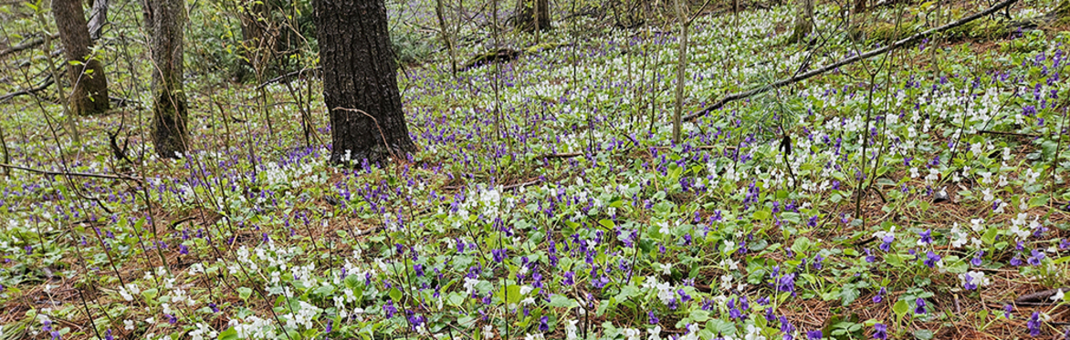 George G. Newton Nature Reserve Trail Opening