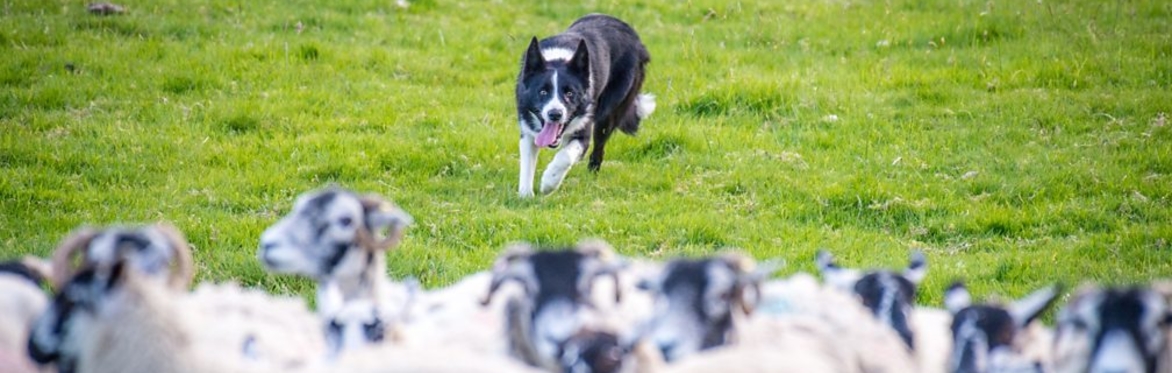 a sheep dog herding sheep