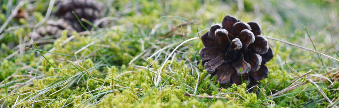 Scottish Outreach: Conifers Workshop