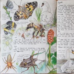 Introduction to Nature Journaling - Alex Boon