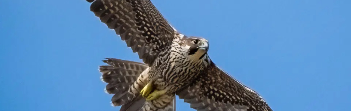 Native American Artifacts and Birds of Prey