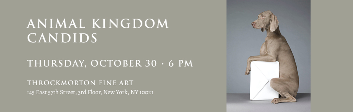 Animal Kingdom Candids—A Photography Exhibit and Silent Auction Benefiting Animal Zone International