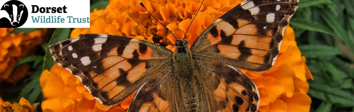 Wildlife gardening with the Dorset Wildlife Trust