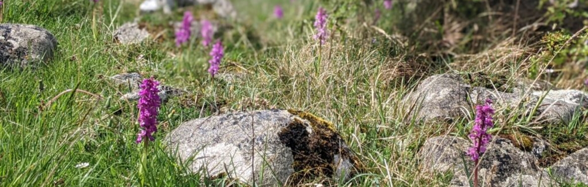 Grasses and grassland habitats