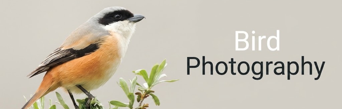 Bird Photography