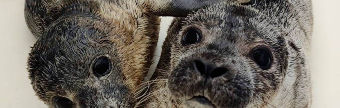 A Seal | Zuid-Holland