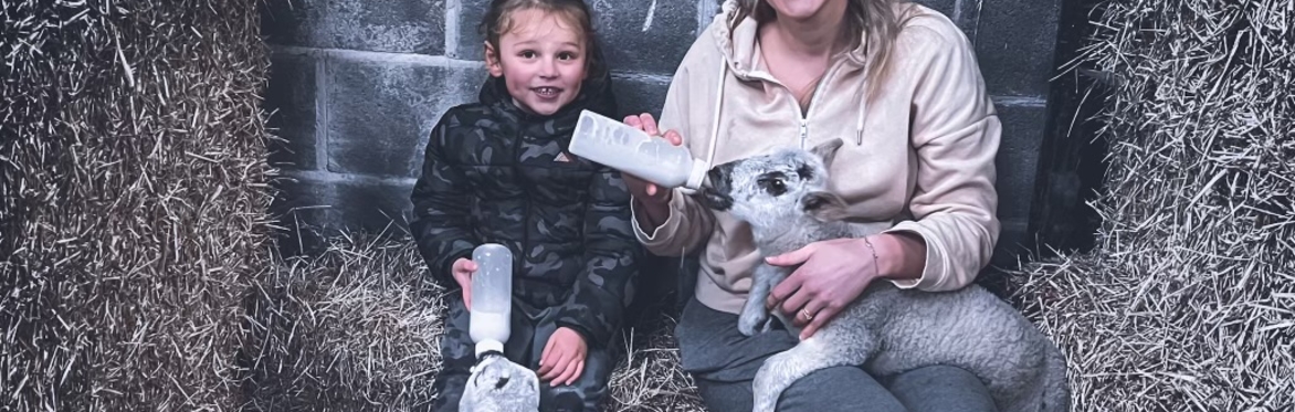 Lamb Feeding Experience