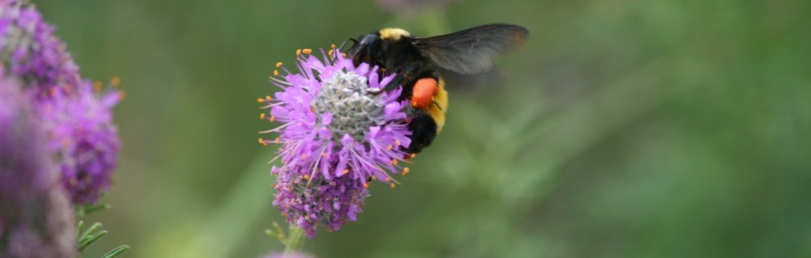 Oak Point Nature Preserve Tour with Amy Martin