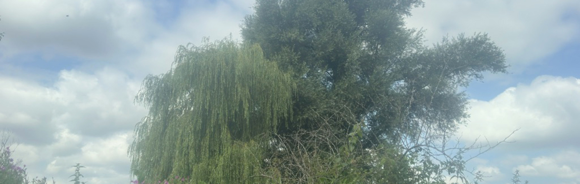 Sloterplas in July; Photograph by Shayna Schapp; 2026