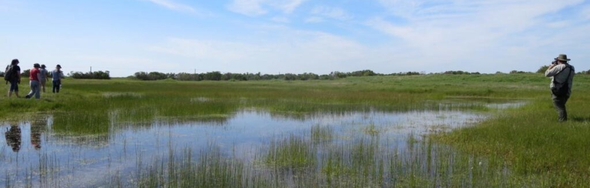Vernal Pool Critter Walks in Mather 2024