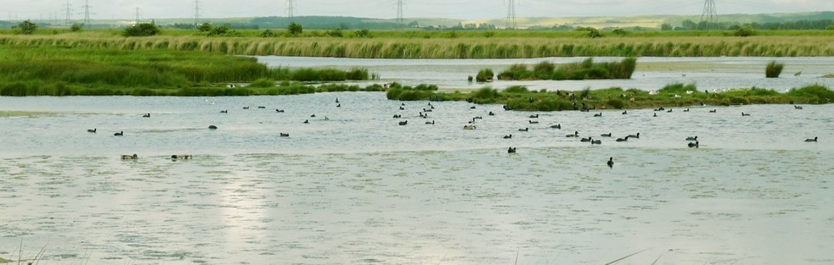 Lydden NNR