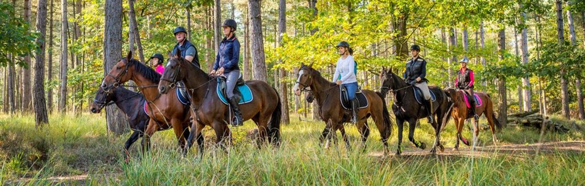 7 in Heaven Singles Horseback 11am Session Ages 20's 30's 40's Sun 11/8/26