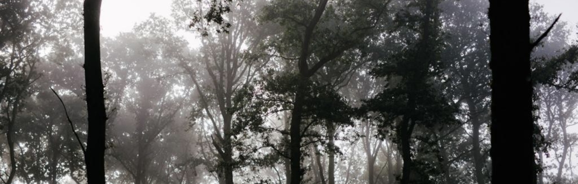 Dawn Chorus Safari