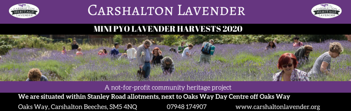 Carshalton Lavender Pick Your Own Harvest